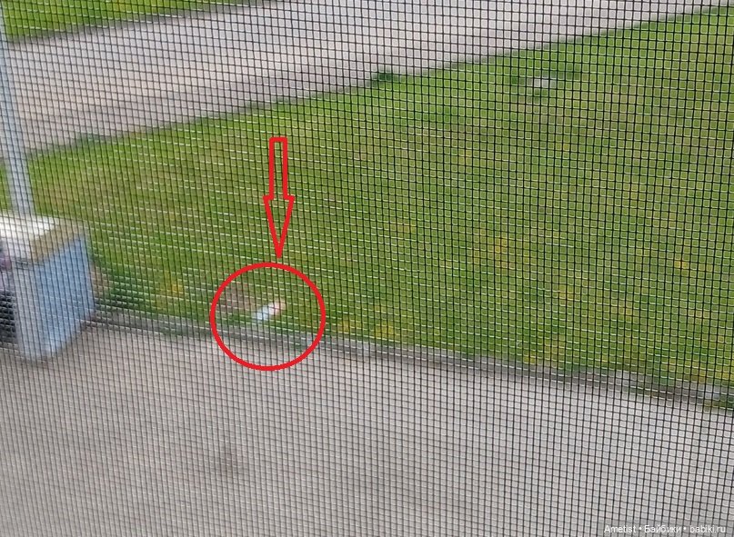 О бедной Алисе замолвите слово