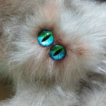 Хроники секретной лаборатории или... МИЯЯЯЯУУУ!!!