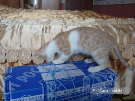 Моя Танюшка :) Кукла-реборн Светланы Преображенской (фото 5)