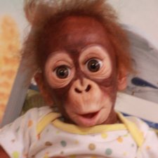 маленький орангутанг (326.4)