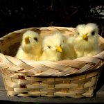 С праздником! Наше жёлторотое пополнение