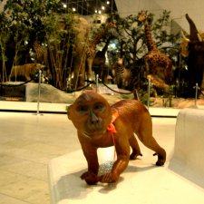 День в музее. Анжела в Государственном Дарвиновском музее