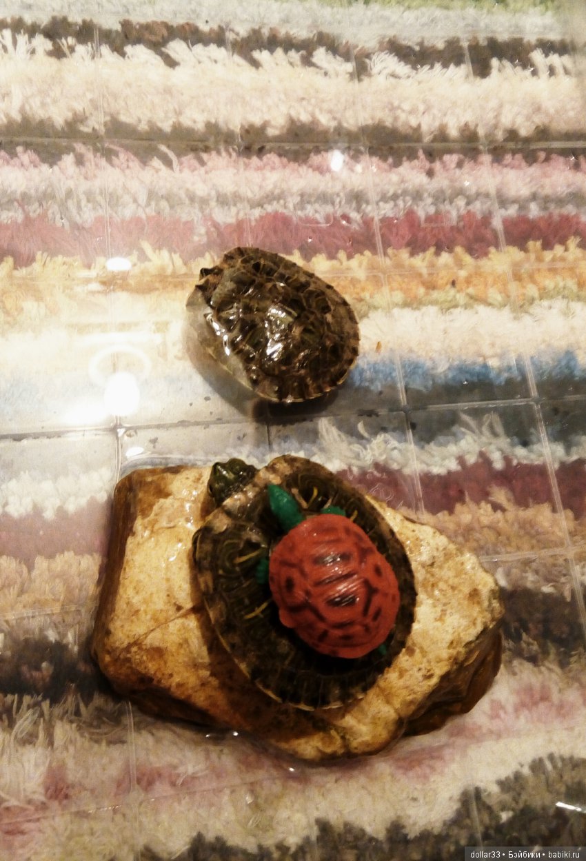 Сказка для черепашки — Игровые куклы разных производителей (Разное): редкие бренды