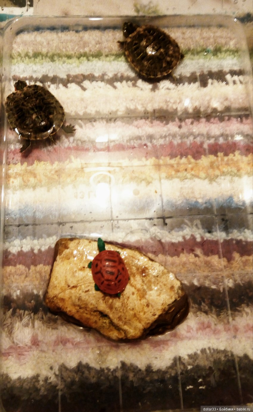 Сказка для черепашки — Игровые куклы разных производителей (Разное): редкие бренды