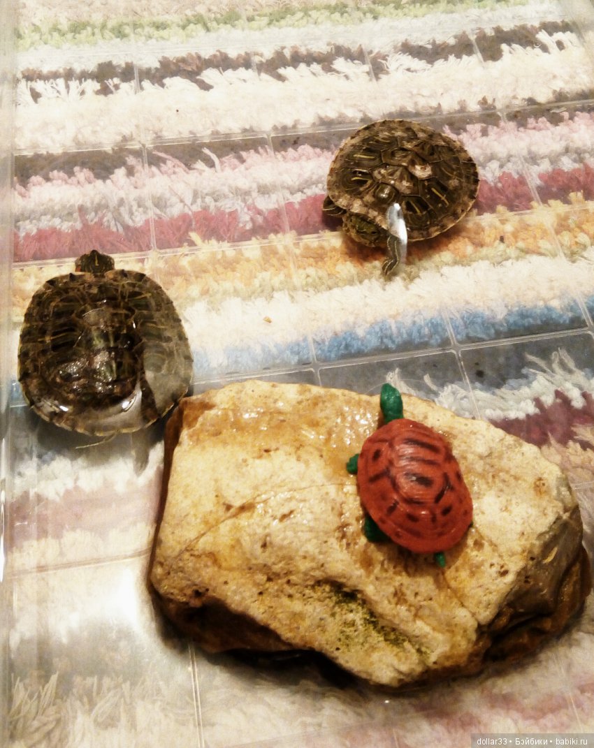 Сказка для черепашки — Игровые куклы разных производителей (Разное): редкие бренды