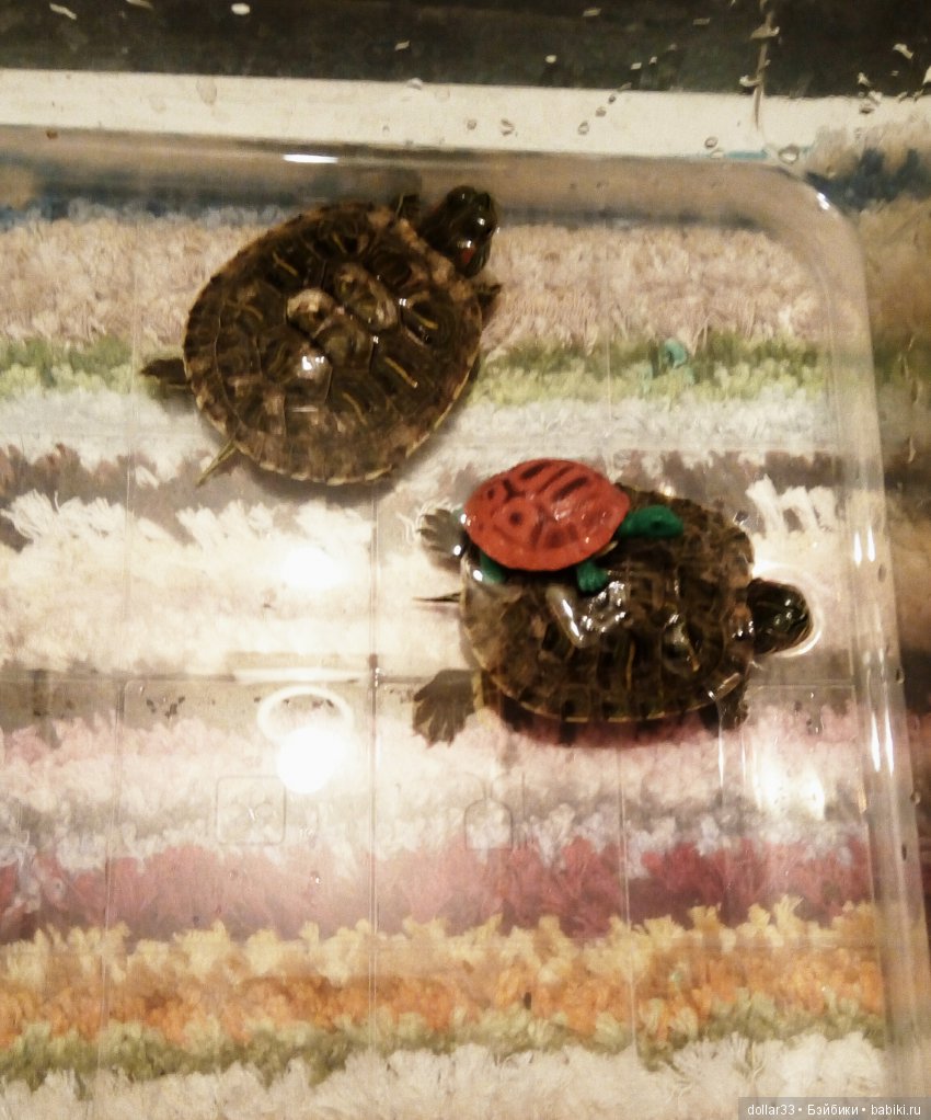 Сказка для черепашки — Игровые куклы разных производителей (Разное): редкие бренды