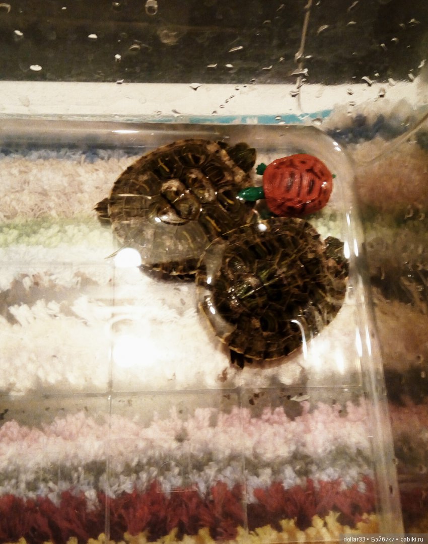 Сказка для черепашки — Игровые куклы разных производителей (Разное): редкие бренды