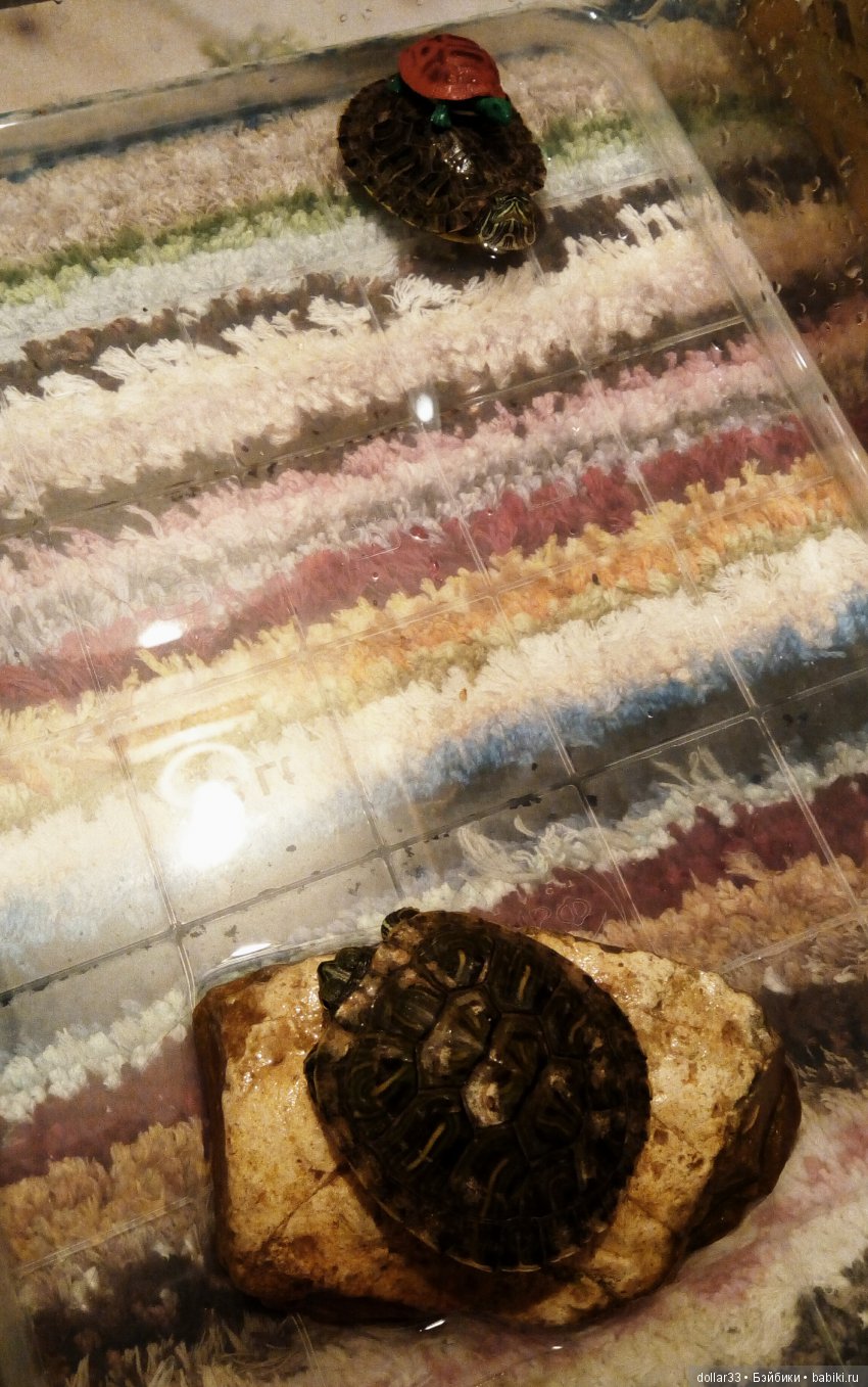 Сказка для черепашки — Игровые куклы разных производителей (Разное): редкие бренды