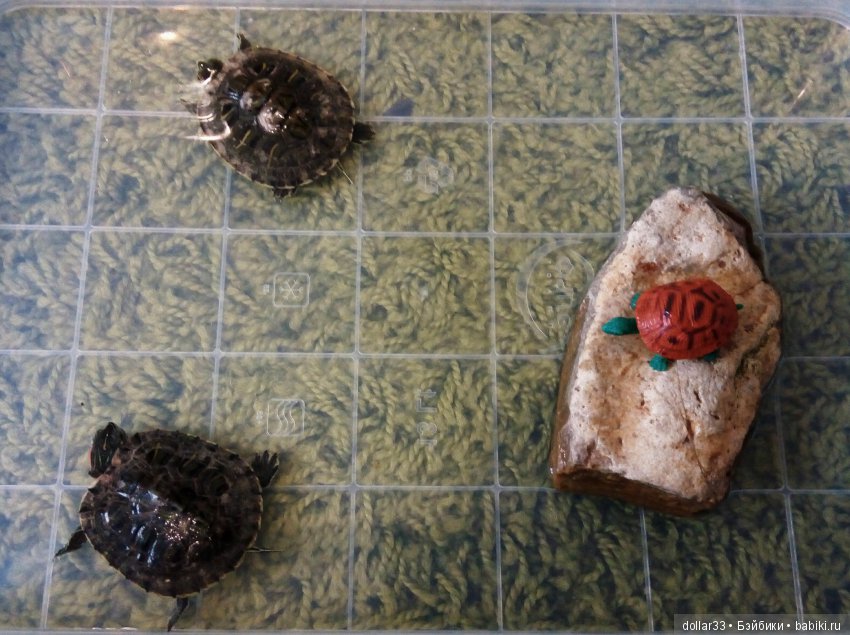 Сказка для черепашки — Игровые куклы разных производителей (Разное): редкие бренды