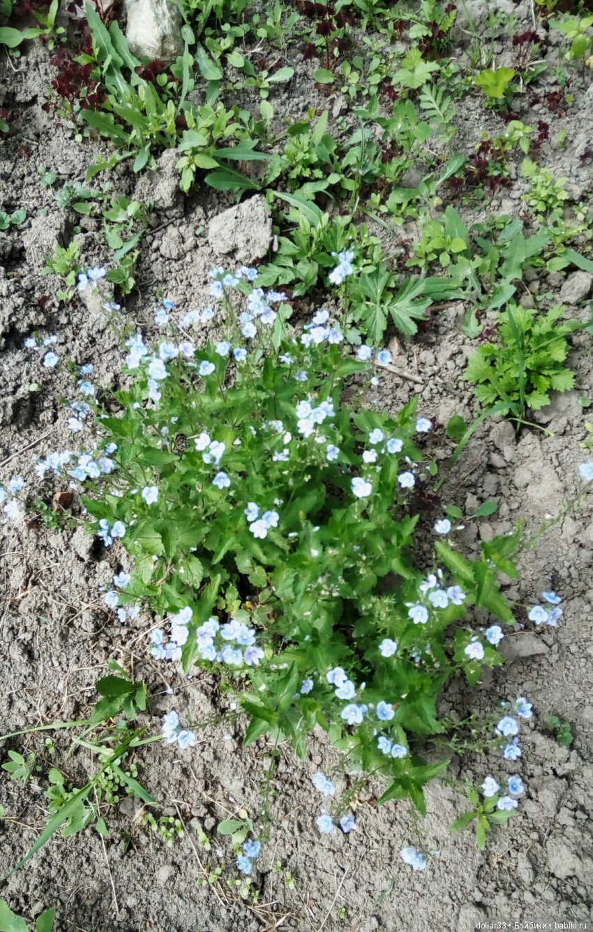 Галчонок. Прогулка — Куклы Dianna Effner (Эффнер) из винила: Little Darling (фото 9)