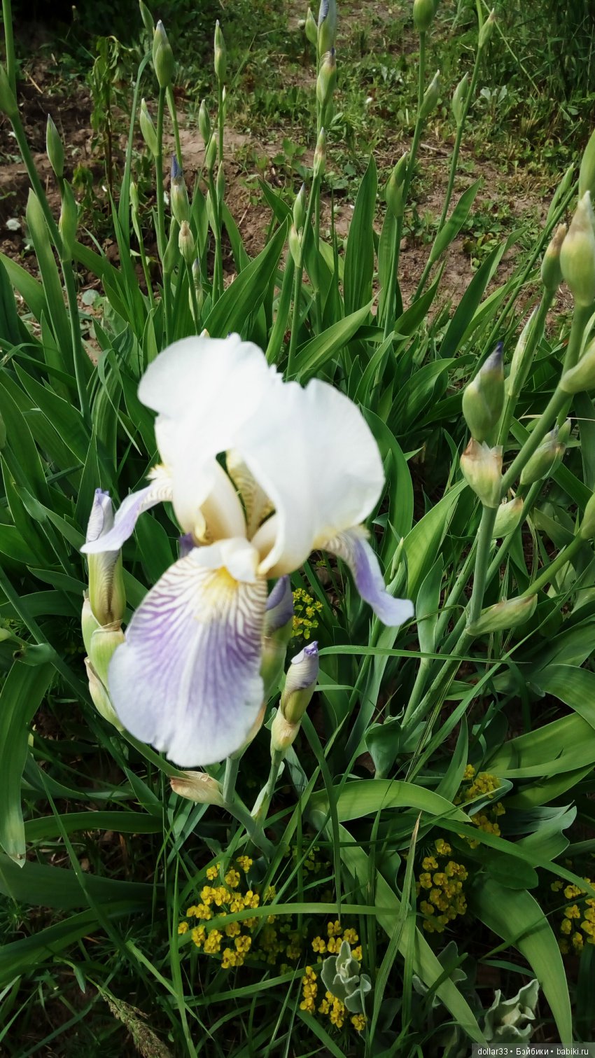 Галчонок. Прогулка — Куклы Dianna Effner (Эффнер) из винила: Little Darling (фото 5)