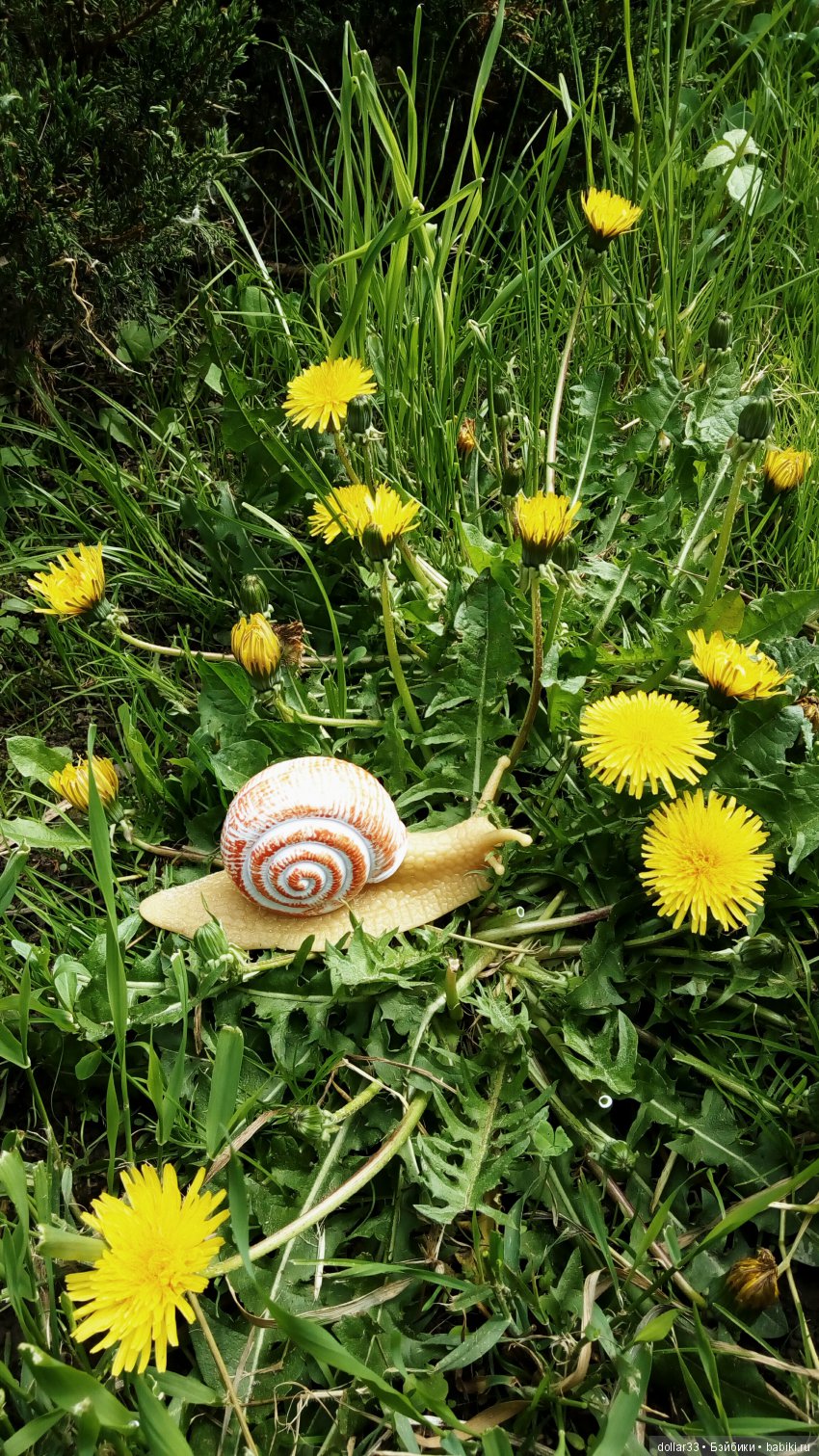 Галчонок. Прогулка — Куклы Dianna Effner (Эффнер) из винила: Little Darling