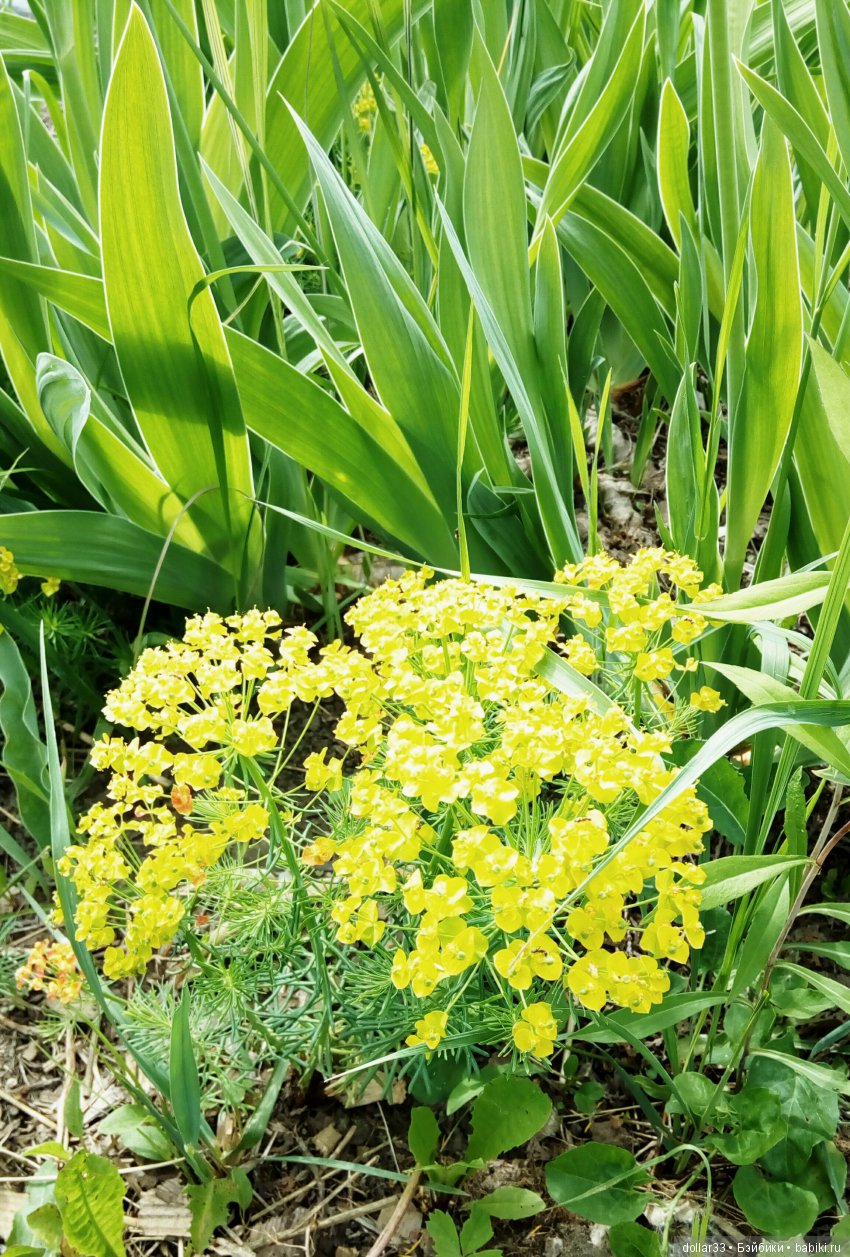 Галчонок. Прогулка — Куклы Dianna Effner (Эффнер) из винила: Little Darling (фото 8)