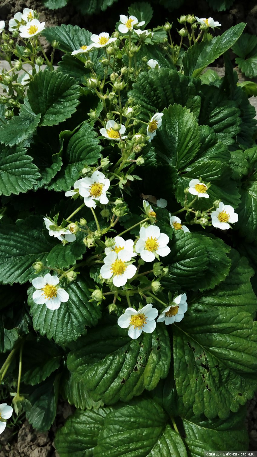 Галчонок. Прогулка — Куклы Dianna Effner (Эффнер) из винила: Little Darling (фото 7)