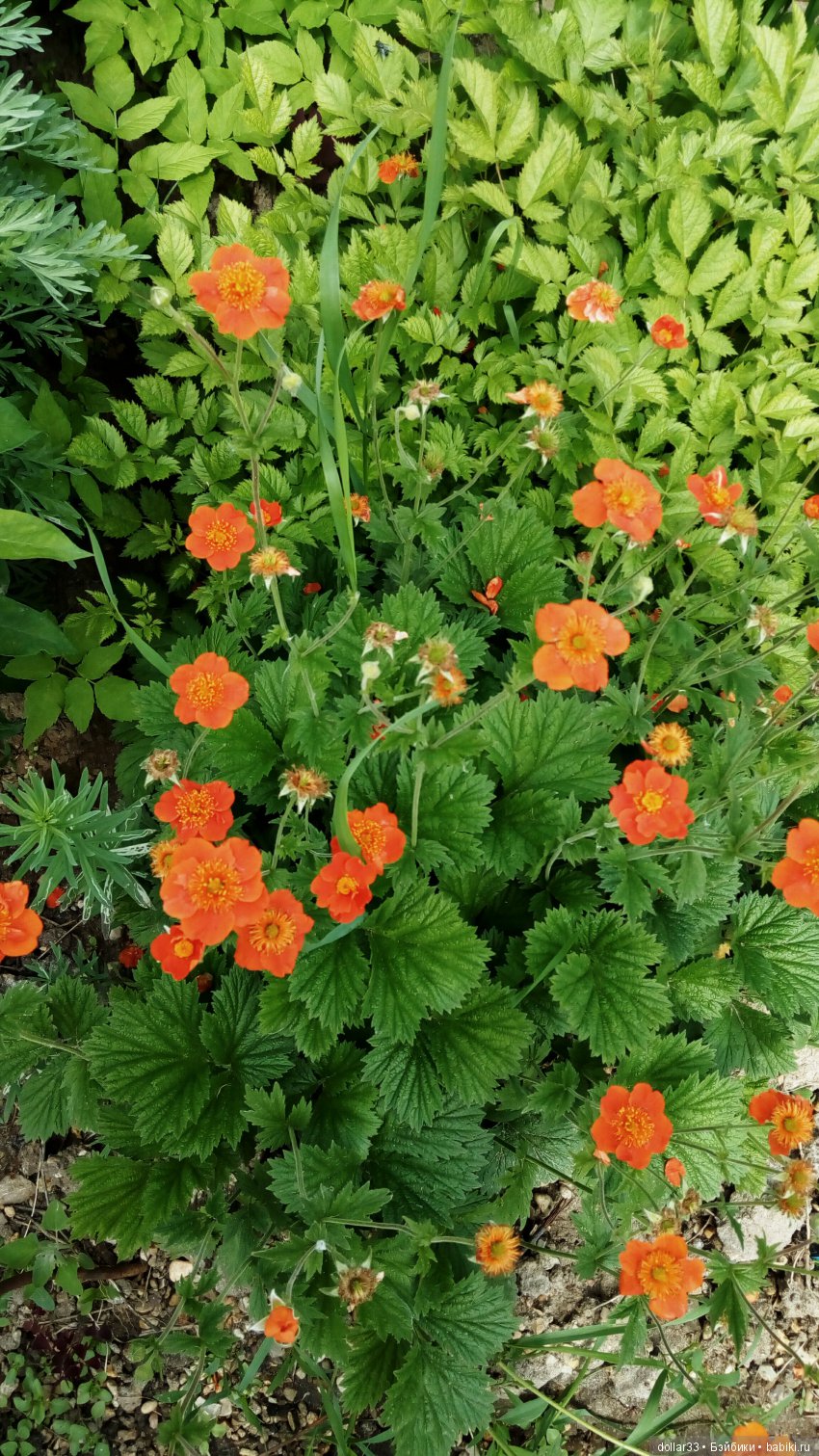 Галчонок. Прогулка — Куклы Dianna Effner (Эффнер) из винила: Little Darling (фото 10)