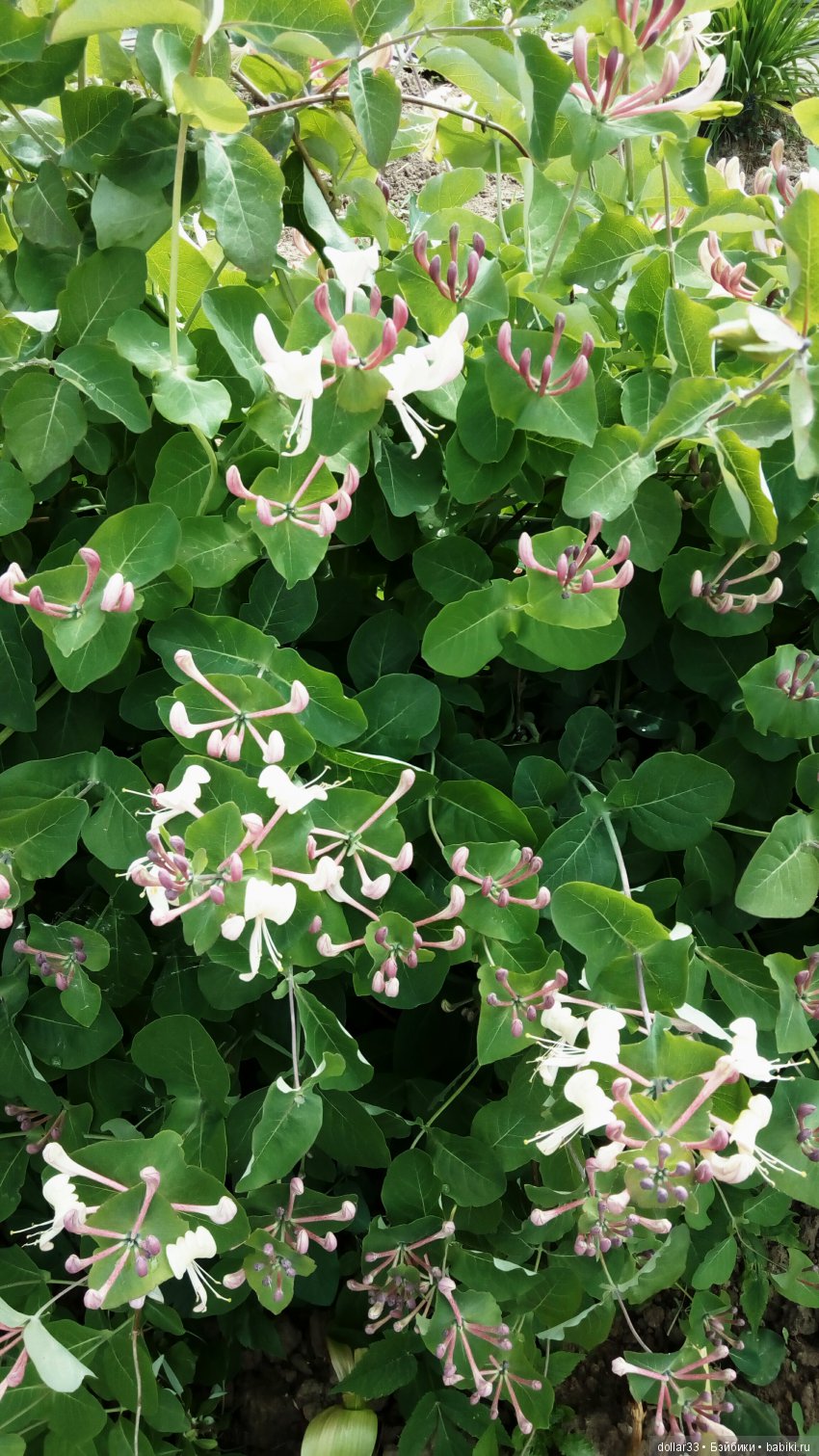 Галчонок. Прогулка — Куклы Dianna Effner (Эффнер) из винила: Little Darling (фото 6)