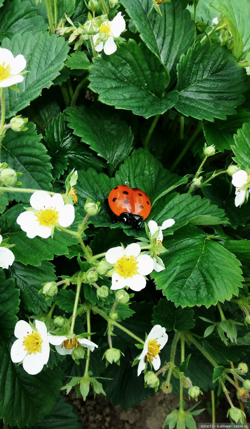 Галчонок. Прогулка — Куклы Dianna Effner (Эффнер) из винила: Little Darling