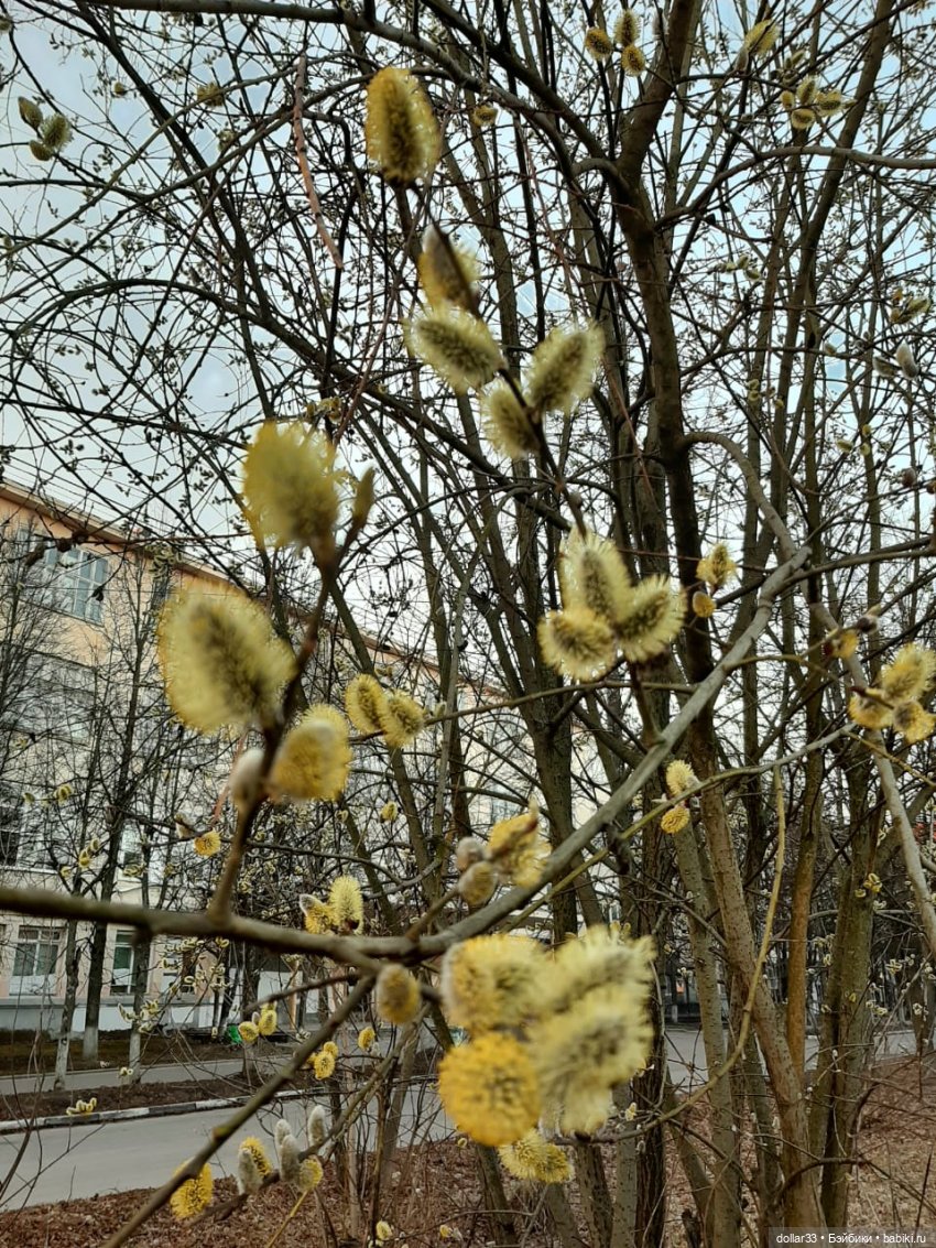 Утренняя прогулка Златы и Сашеньки