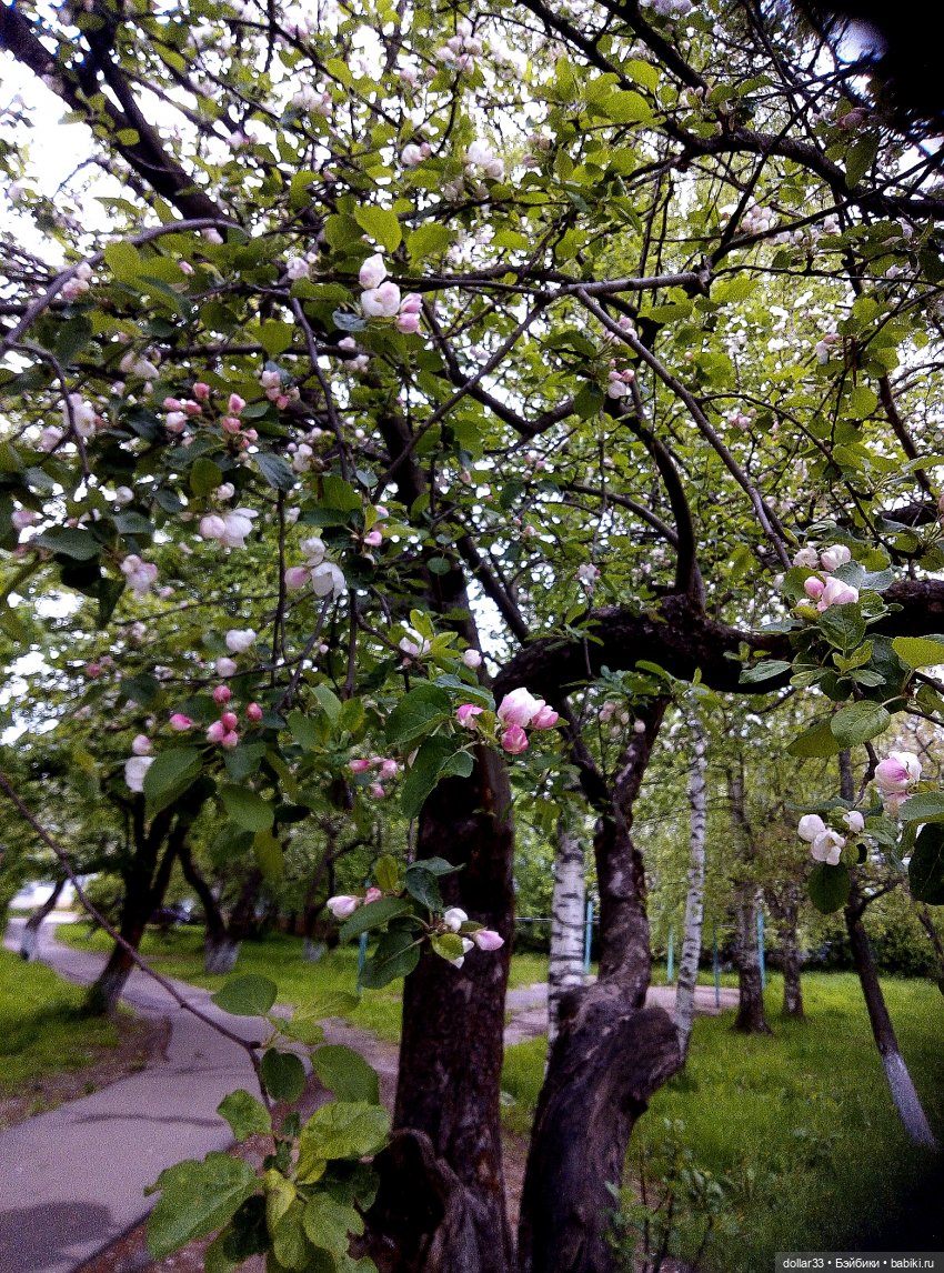 Реборн Teddydoll Камеко | Бэйбики Реборн Teddydoll Камеко — Куклы Реборн (Reborn): домашние фото