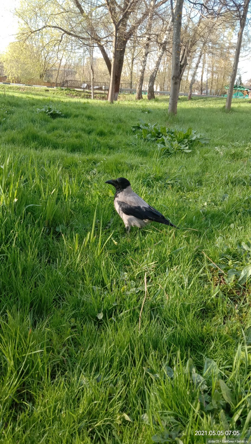 Мамин Львенок — Куклы Baboliy (Баболи (фото 10)