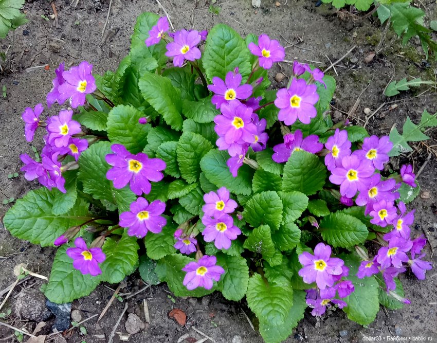 Мамин Львенок — Куклы Baboliy (Баболи