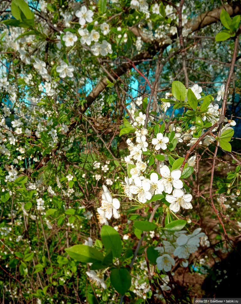 Мамин Львенок — Куклы Baboliy (Баболи