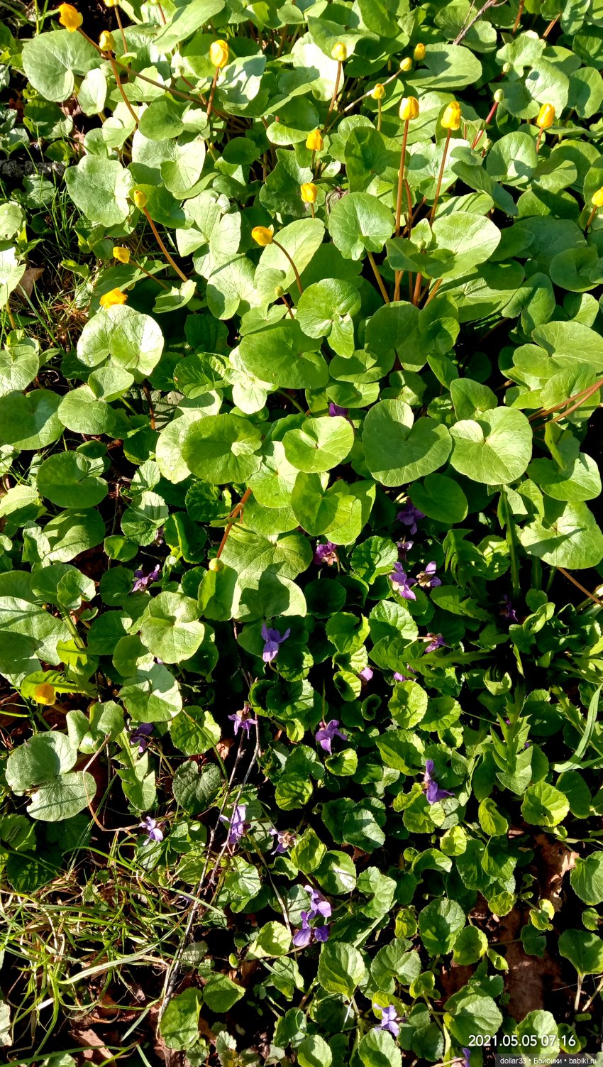 Мамин Львенок — Куклы Baboliy (Баболи