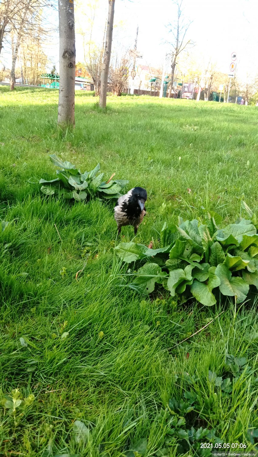 Мамин Львенок — Куклы Baboliy (Баболи