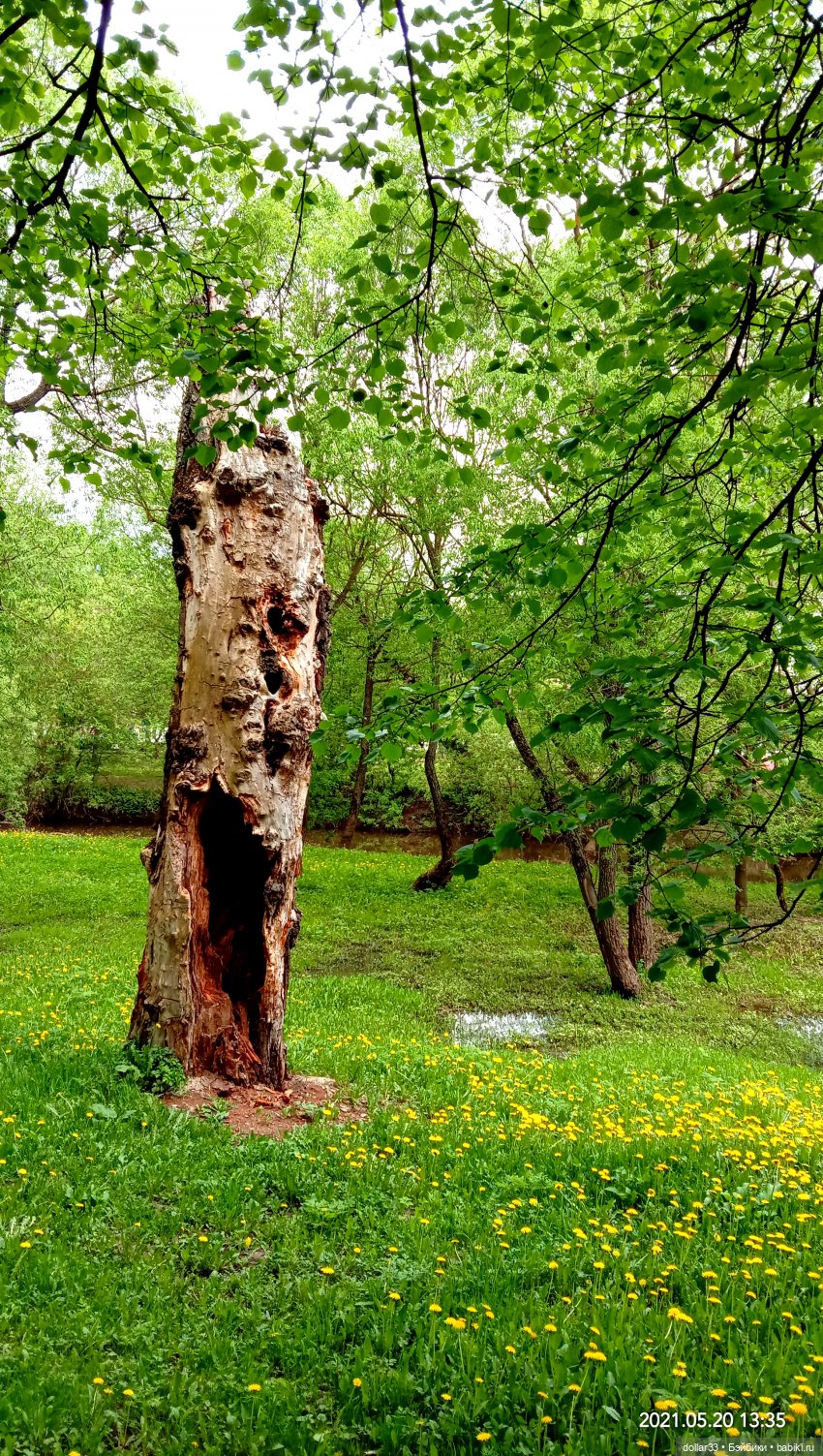 Мамин Львенок — Куклы Baboliy (Баболи
