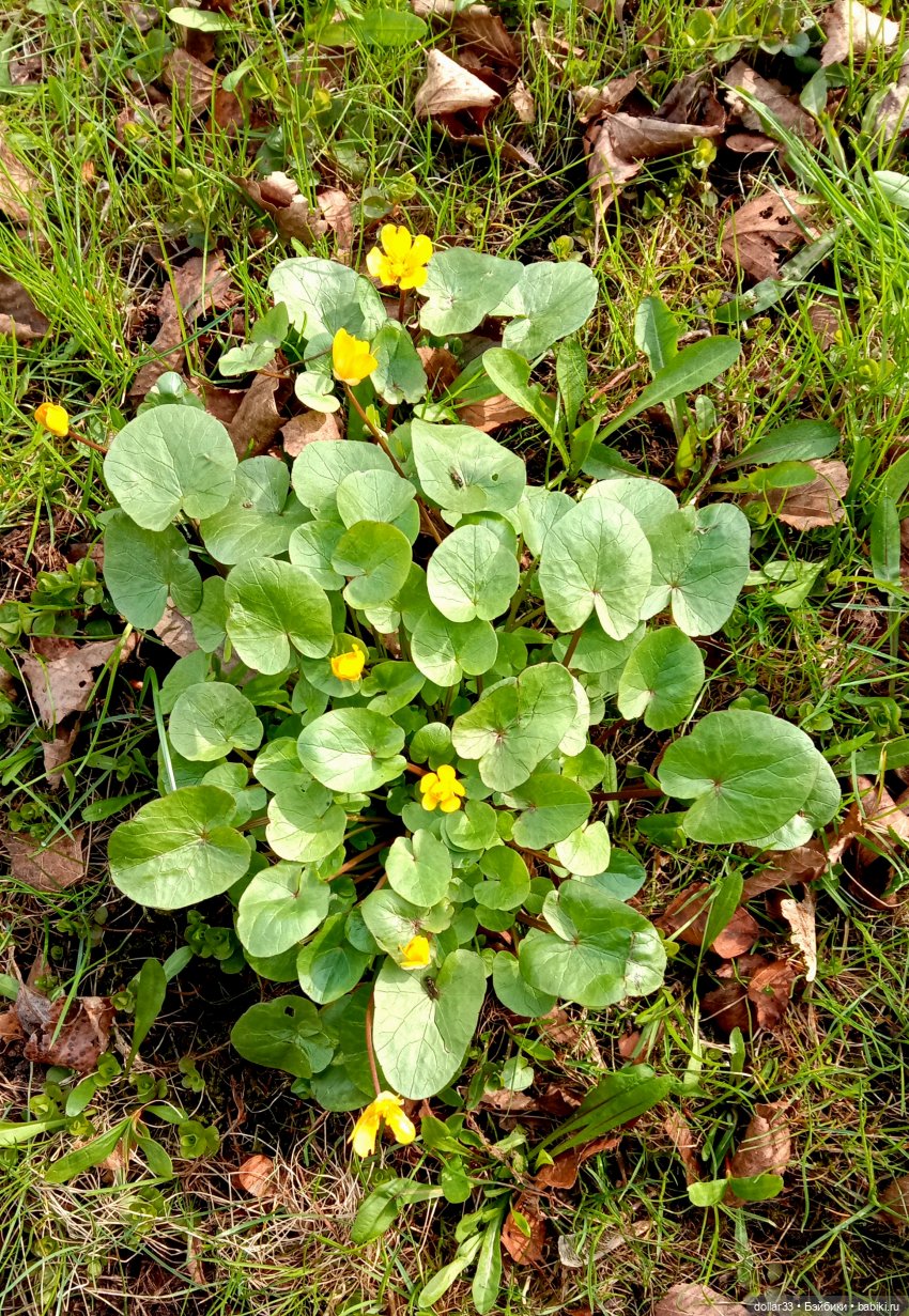 Мамин Львенок — Куклы Baboliy (Баболи (фото 9)