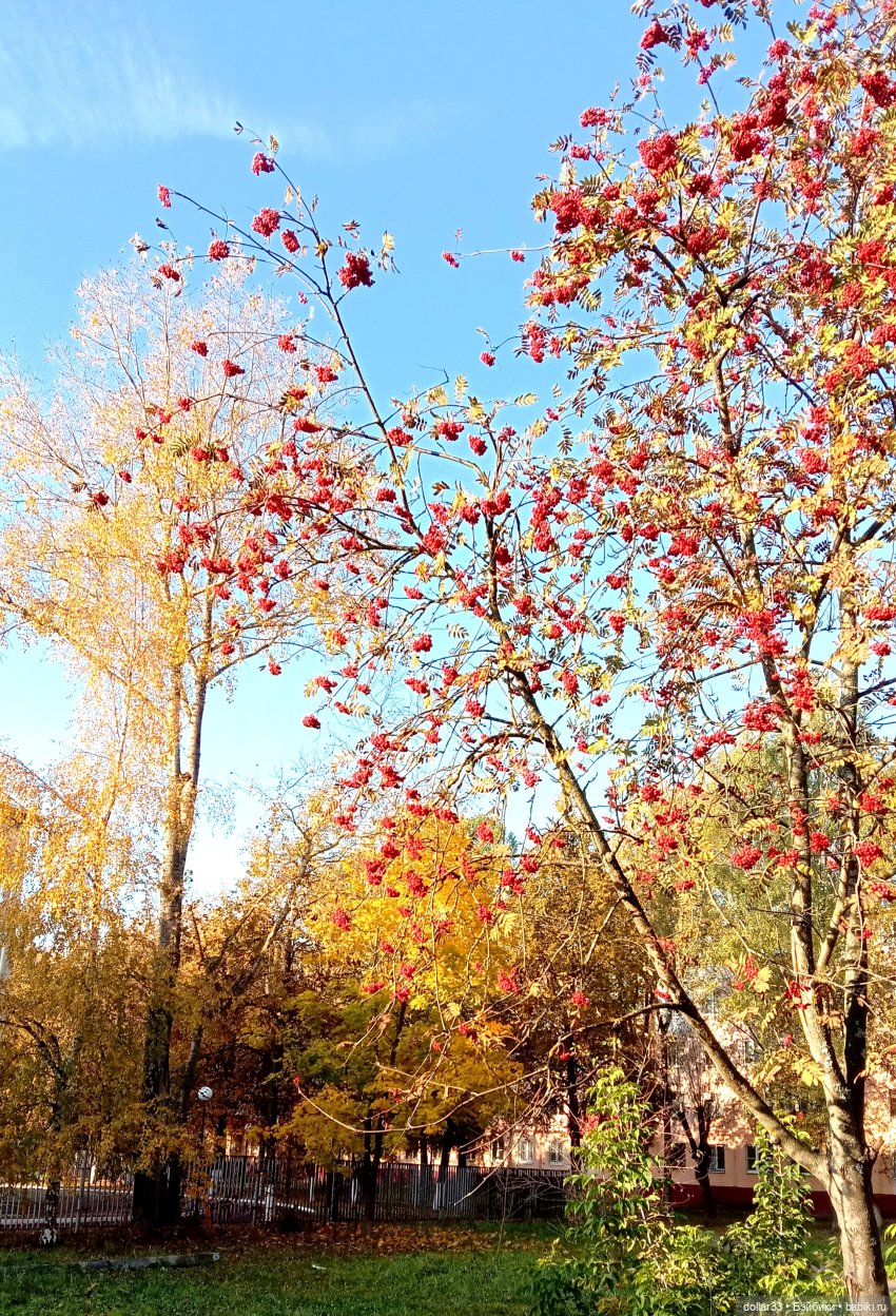 Левушка и осень — Куклы Baboliy (Баболи (фото 5)