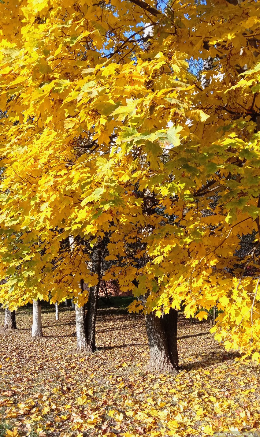 Левушка и осень — Куклы Baboliy (Баболи
