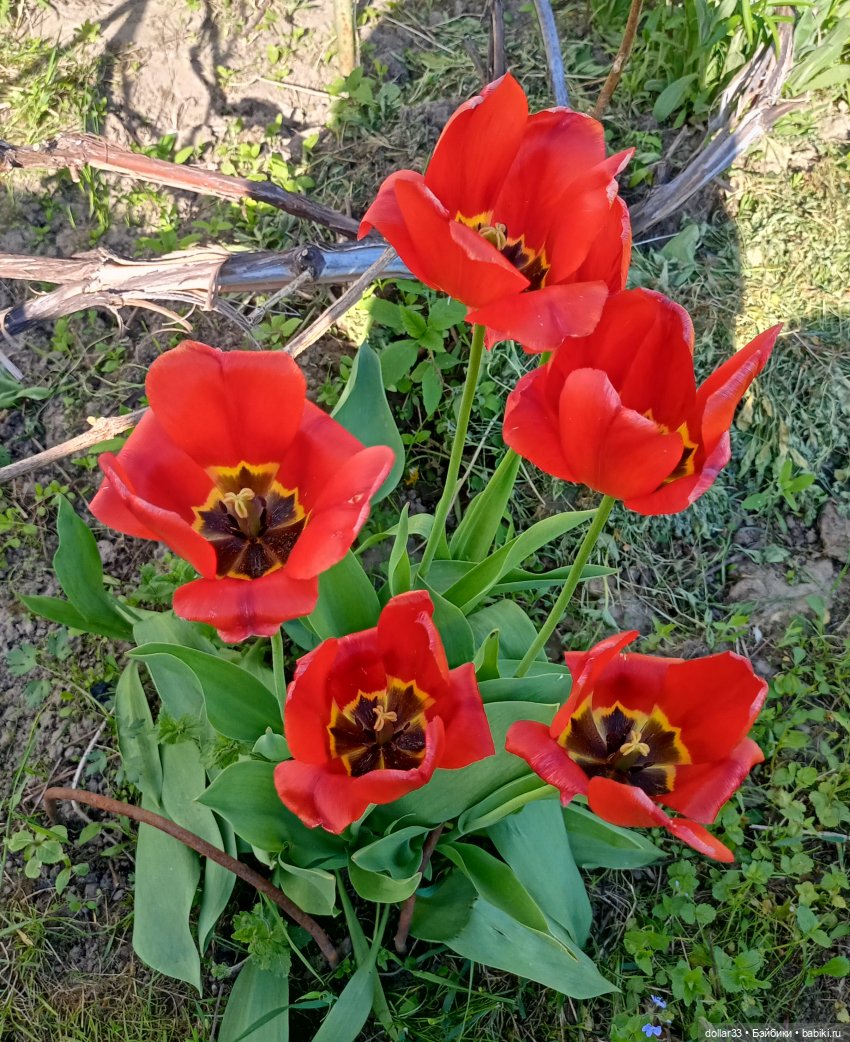 Муся. Открытие летнего сезона