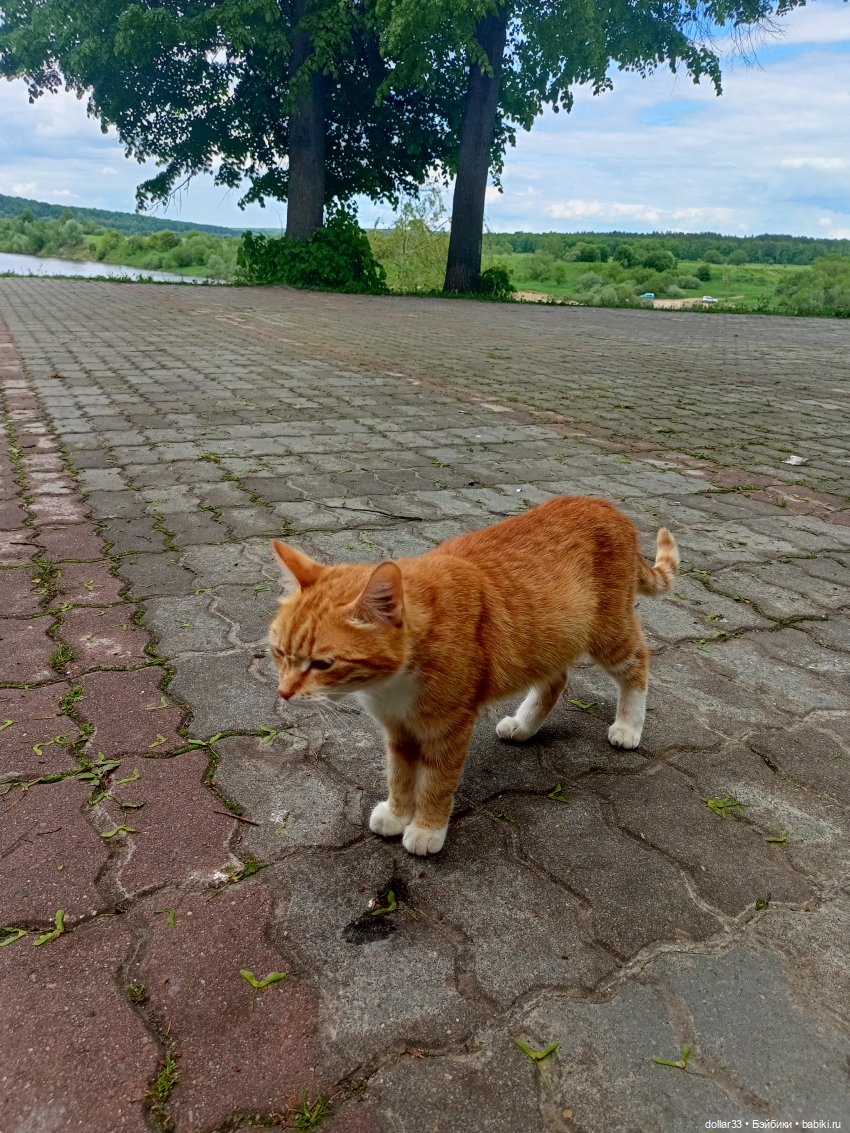 Ляля и Солнышко. Выходной. Таруса