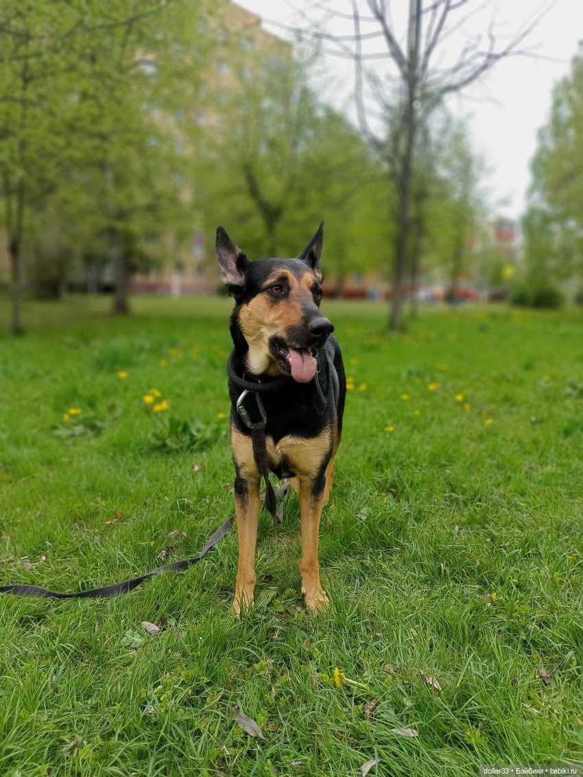 Муся и Конг. Прогулка — Куклы Baboliy (Баболи