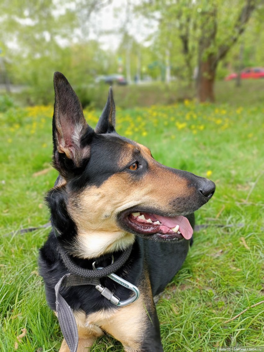 Муся и Конг. Прогулка — Куклы Baboliy (Баболи