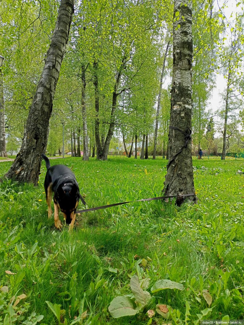 Муся и Конг. Прогулка — Куклы Baboliy (Баболи