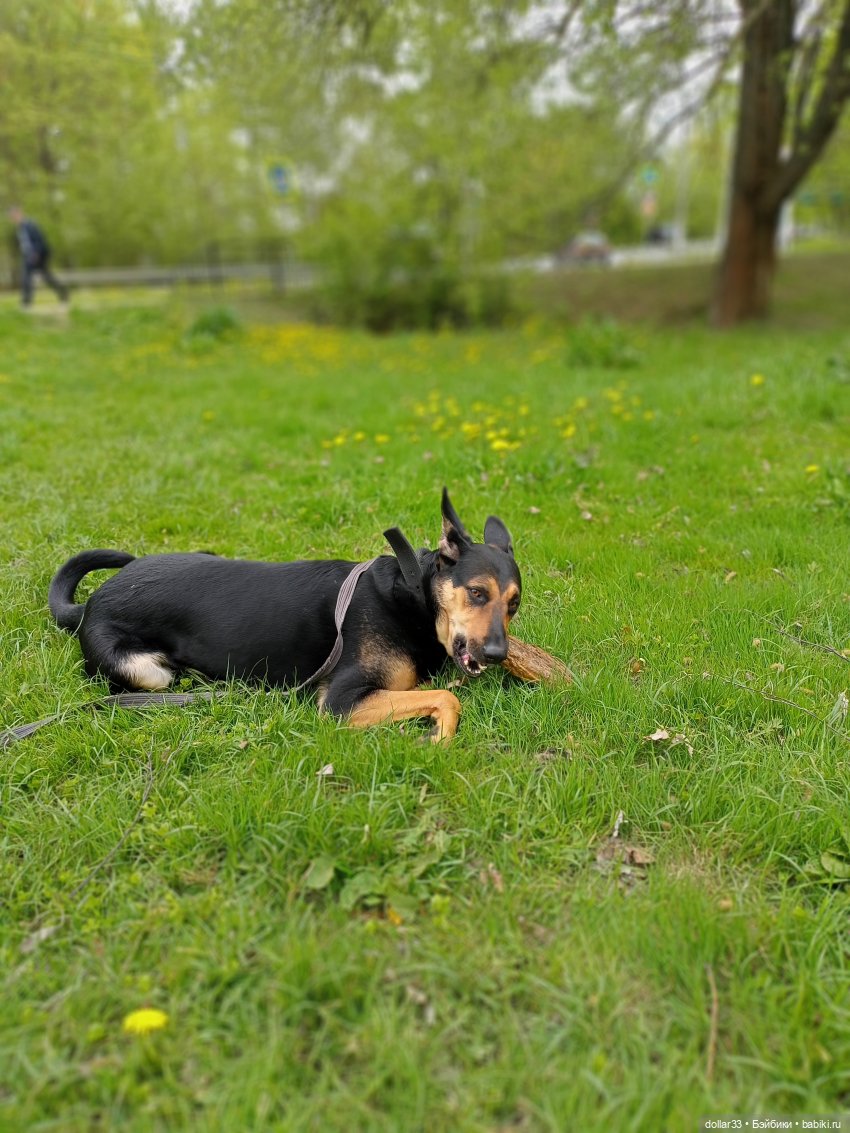 Муся и Конг. Прогулка — Куклы Baboliy (Баболи