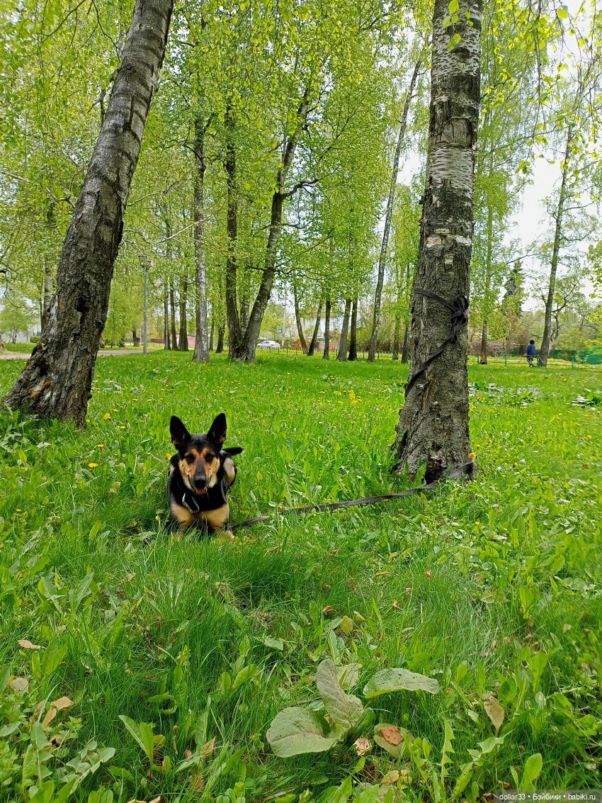 Муся и Конг. Прогулка — Куклы Baboliy (Баболи