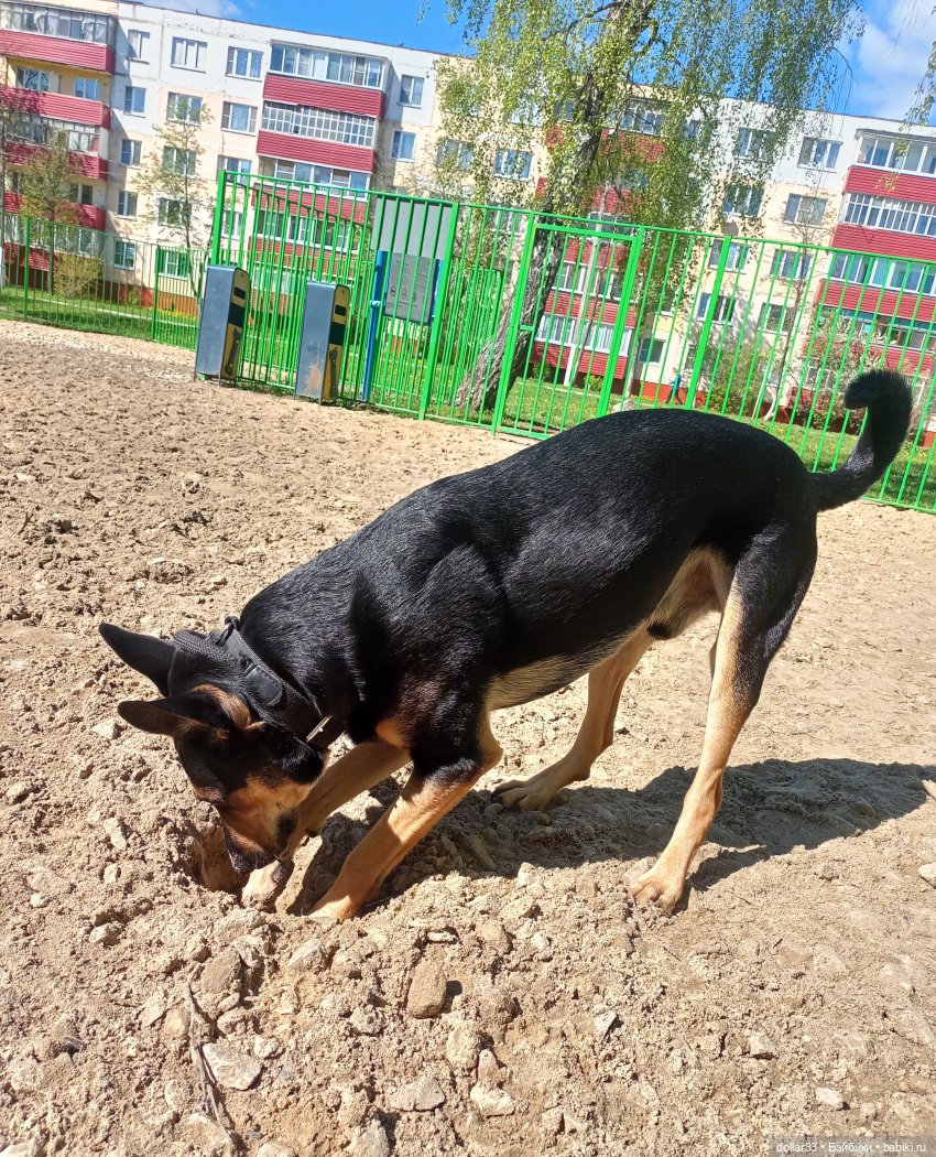 Муся и Конг. Прогулка — Куклы Baboliy (Баболи