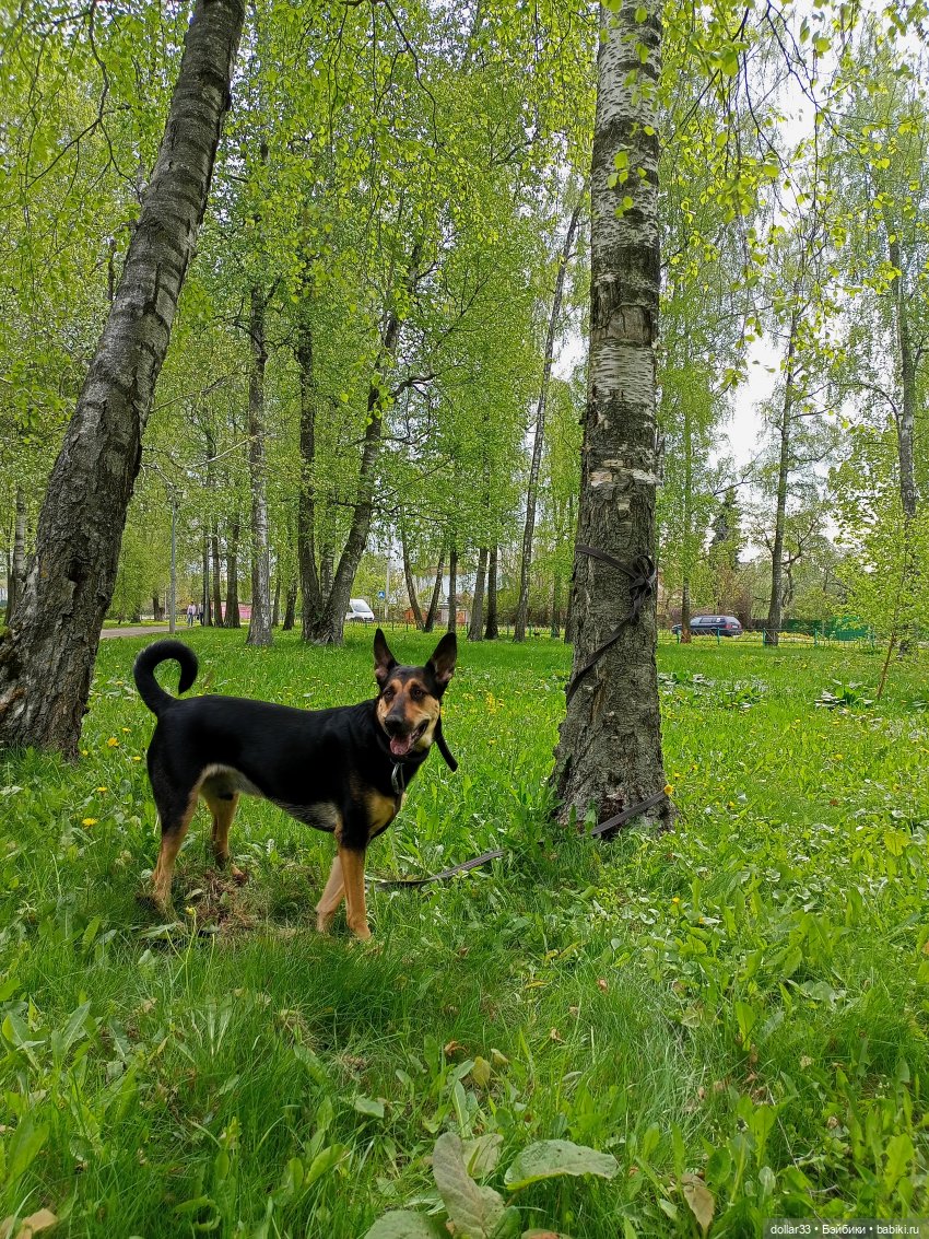 Муся и Конг. Прогулка — Куклы Baboliy (Баболи