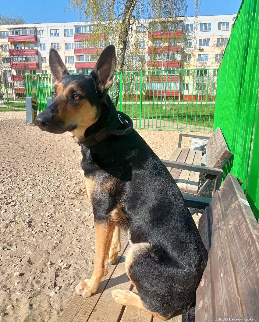 Муся и Конг. Прогулка — Куклы Baboliy (Баболи (фото 2)