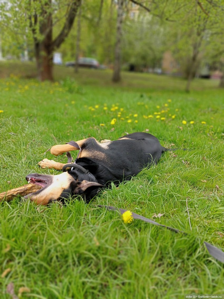 Муся и Конг. Прогулка — Куклы Baboliy (Баболи