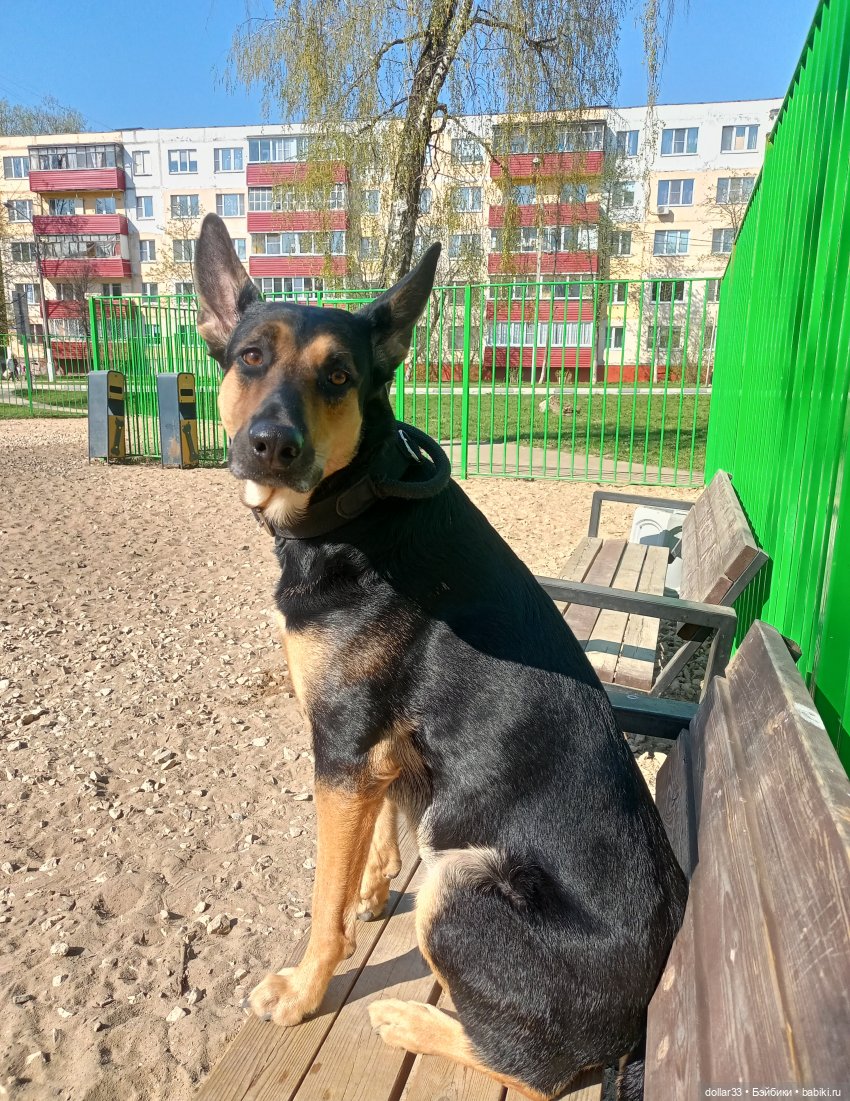 Муся и Конг. Прогулка — Куклы Baboliy (Баболи (фото 3)