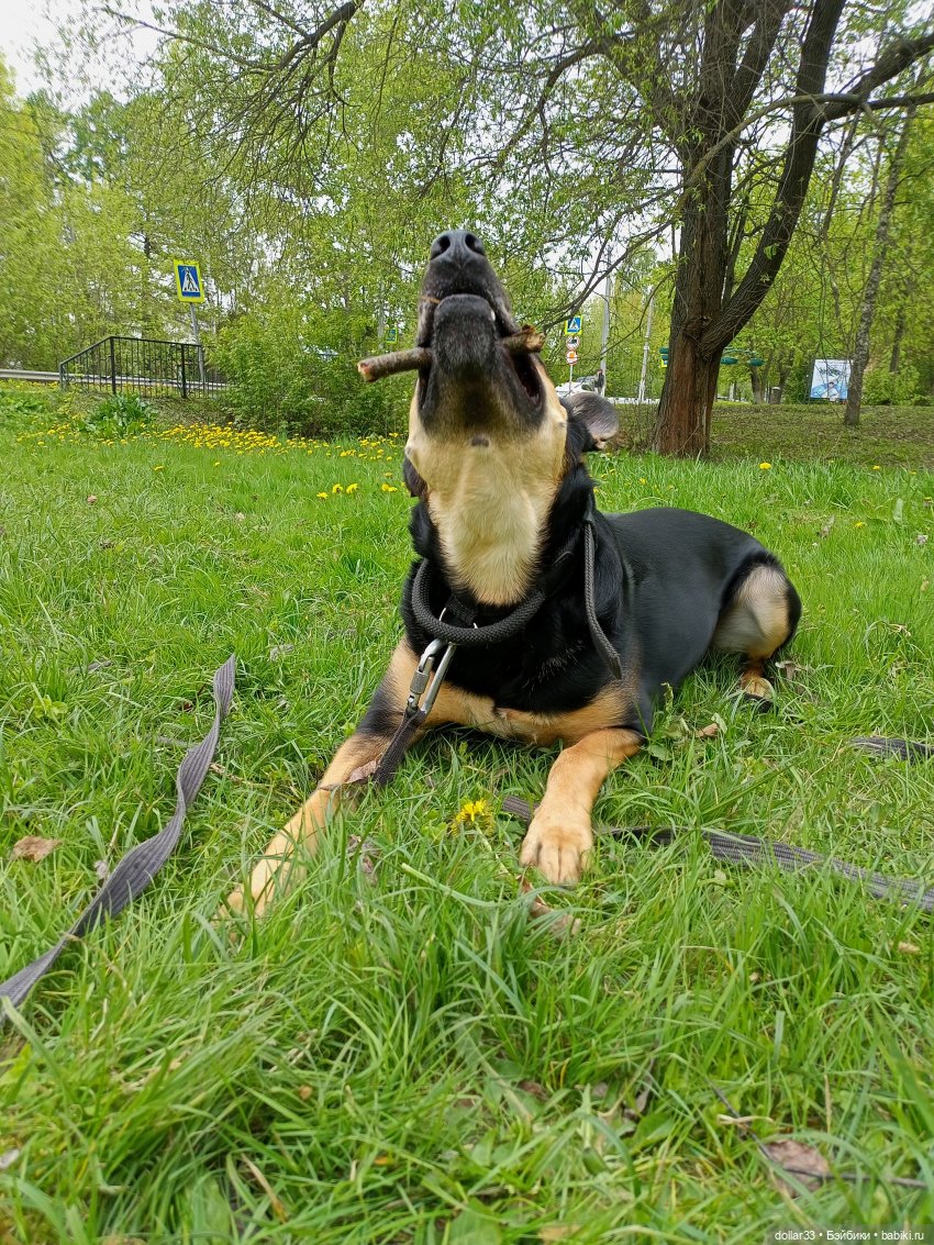 Муся и Конг. Прогулка — Куклы Baboliy (Баболи