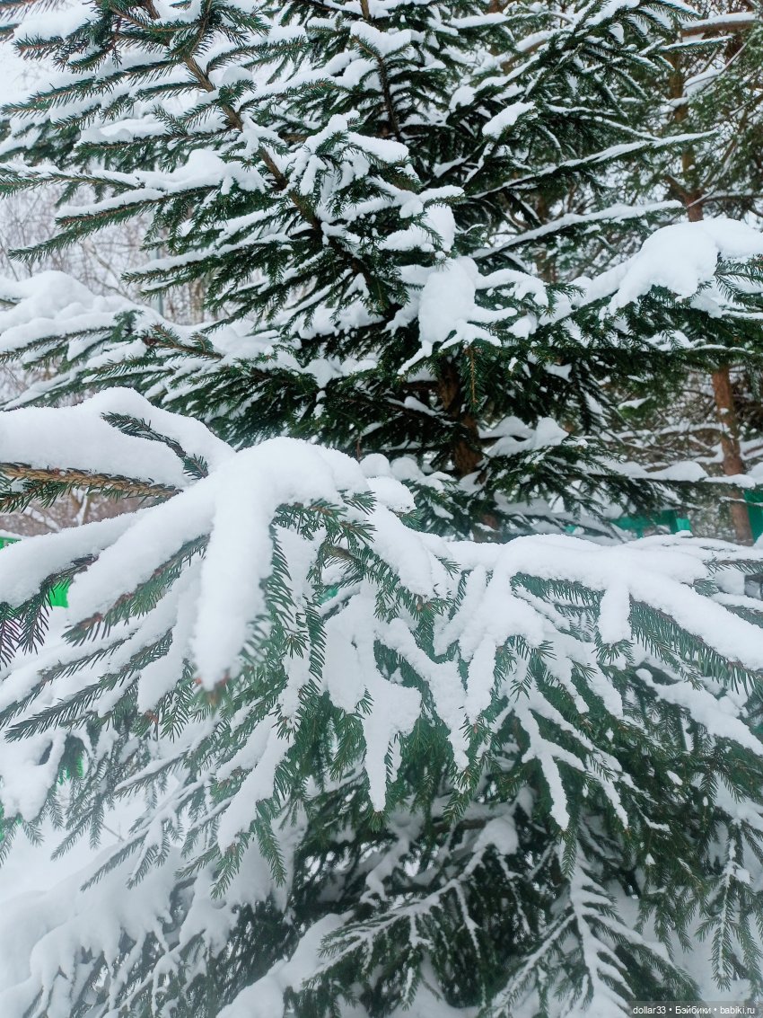 Карлуша на прогулке - Декабрь