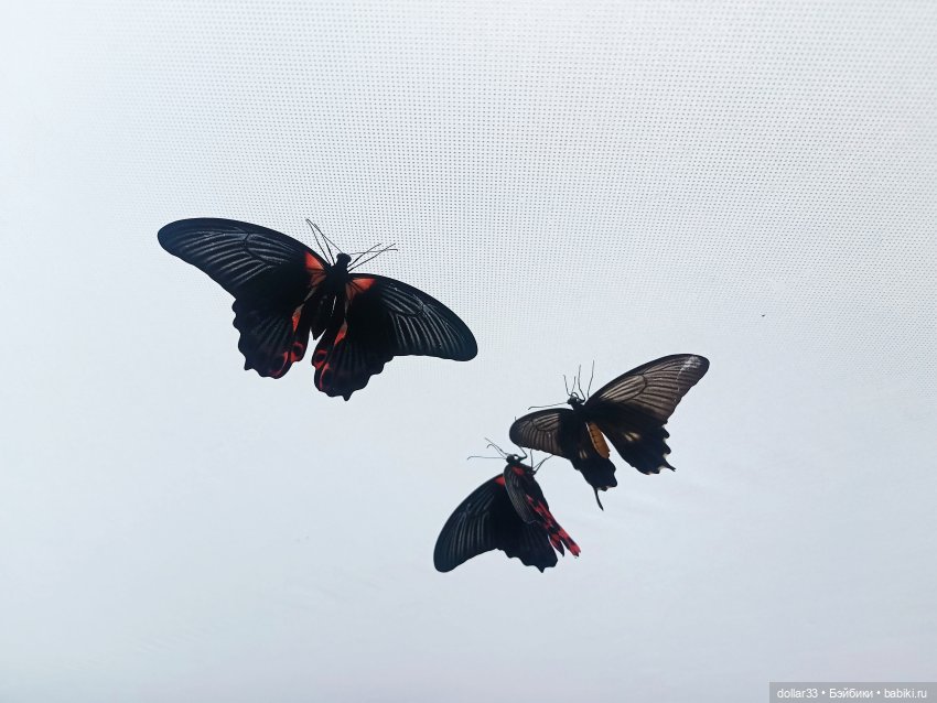 Как Фоксик ходил в гости к бабочкам (фото 3)