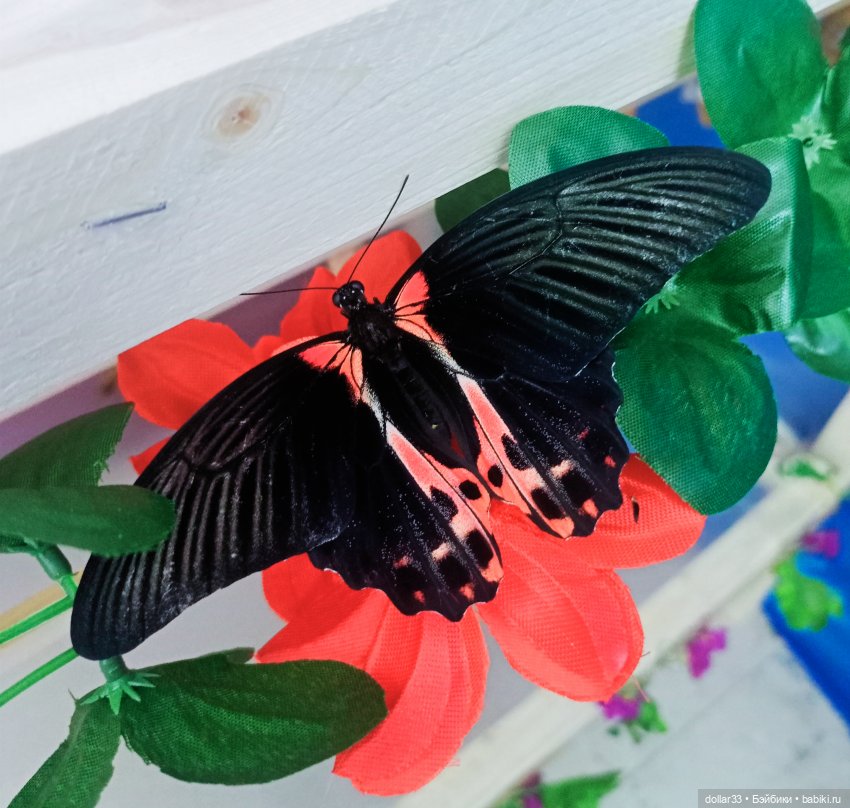 Как Фоксик ходил в гости к бабочкам (фото 5)