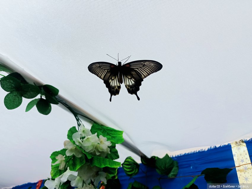 Как Фоксик ходил в гости к бабочкам