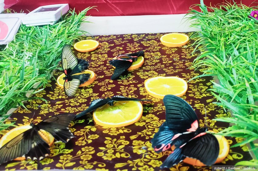 Как Фоксик ходил в гости к бабочкам (фото 9)